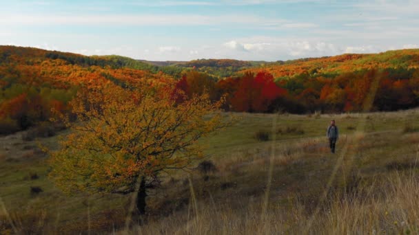 가을에 형형색색의 아름다운 숲으로 걸어가는 — 비디오