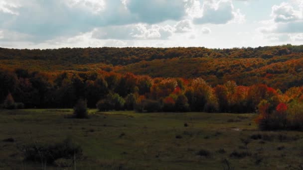 Hermoso Paisaje Del Bosque Con Hojas Coloridas Durante Otoño — Vídeos de Stock