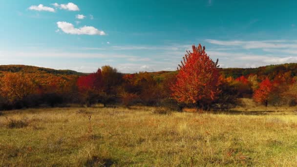 Prachtig Herfstlandschap Met Kleurrijke Bladeren Bosbomen — Stockvideo