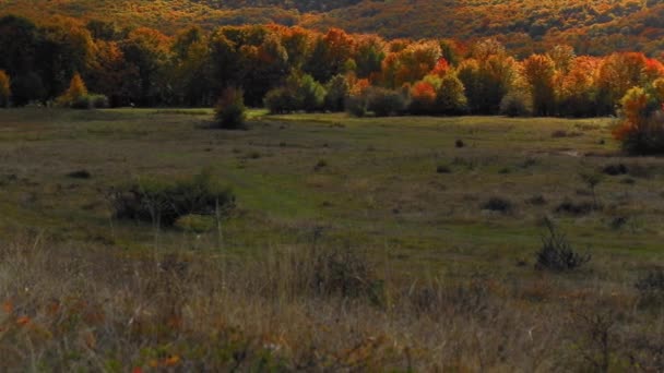Vacker Skog Leandscape Med Färgglada Blad Hösten — Stockvideo