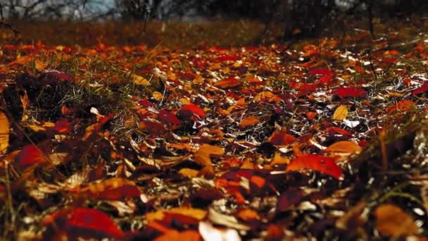 Verbazingwekkend Tapijt Van Kleurrijke Bladeren Grond Tijdens Herfst Seizoen — Stockvideo