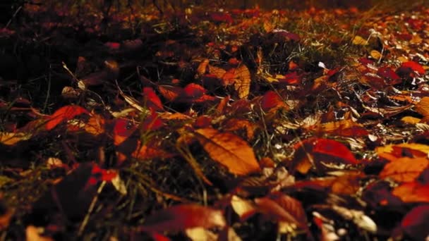 Sonbahar Mevsiminde Yerde Inanılmaz Renkli Yapraklar Seriliyor — Stok video