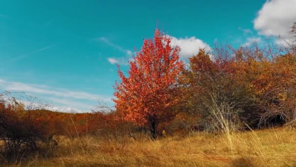 Prachtig Herfstlandschap Met Kleurrijke Bladeren Bosbomen — Stockvideo