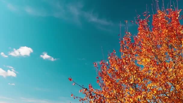 Pomerančové Listy Modré Obloze Podzimním Období — Stock video