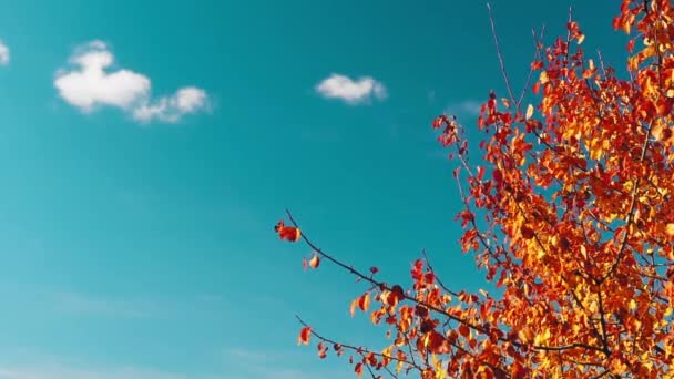 Pomerančové Listy Modré Obloze Podzimním Období — Stock video