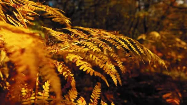 秋の間に黄金の太陽の光に黄色のシダの葉 — ストック動画