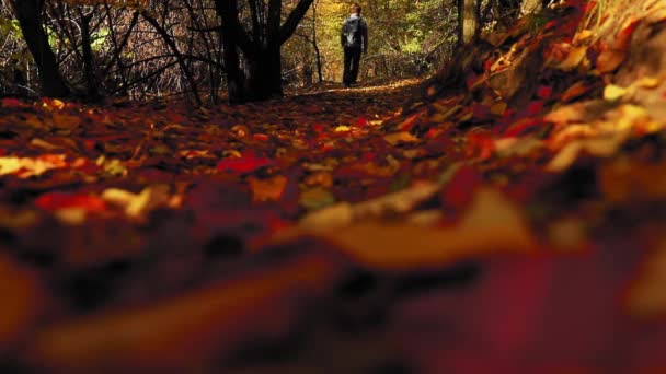 Mężczyzna Chodzi Leśnym Szlaku Kolorowymi Liśćmi Sezonie Jesiennym — Wideo stockowe