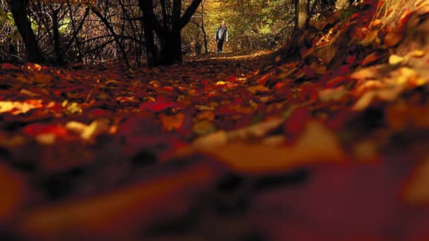 Homme Marche Sur Sentier Forestier Avec Des Feuilles Colorées Automne — Video