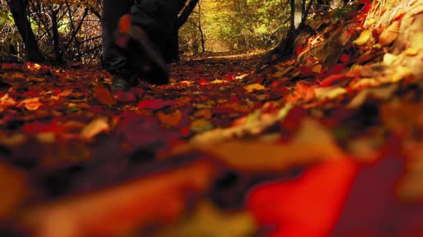 Uomo Cammina Sul Sentiero Forestale Con Foglie Colorate Autunno — Video Stock