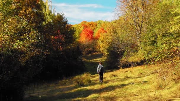 Man Går Mot Den Vackra Skogen Med Färgglada Löv Hösten — Stockvideo