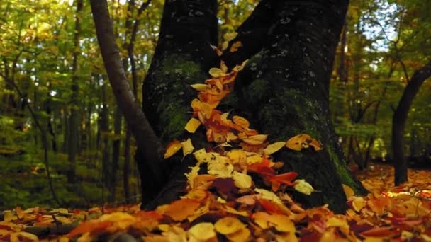 Træstamme Med Farverige Blade Skoven Efterårssæsonen – Stock-video