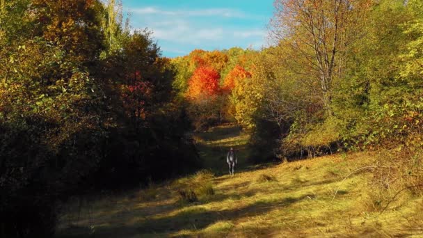 Een Man Die Herfst Naar Het Prachtige Bos Loopt Met — Stockvideo