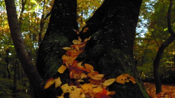 Tronco Árvore Com Folhas Coloridas Floresta Durante Temporada Outono — Vídeo de Stock