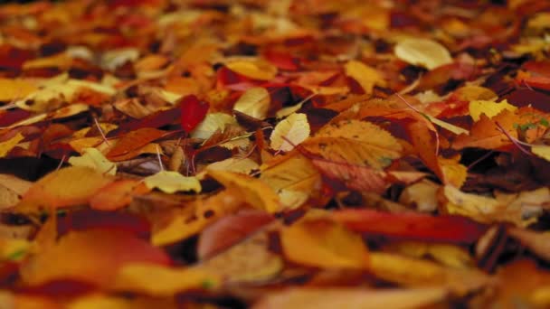 Úžasný Koberec Barevných Listů Zemi Během Podzimní Sezóny — Stock video