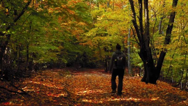 Een Man Wandelt Het Bospad Met Kleurrijke Bladeren Het Najaar — Stockvideo