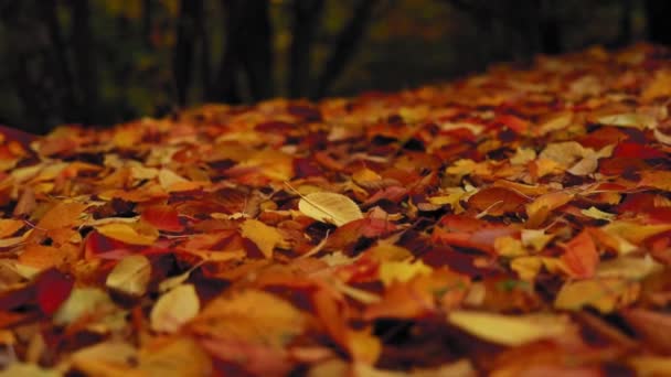 Erstaunlicher Teppich Aus Bunten Blättern Auf Dem Boden Während Der — Stockvideo