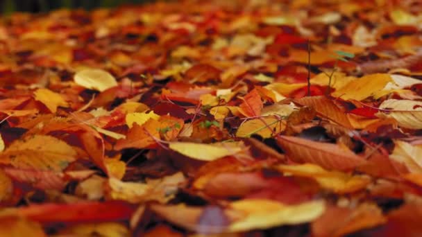 秋の季節に地面にカラフルな葉の驚くべきカーペット — ストック動画