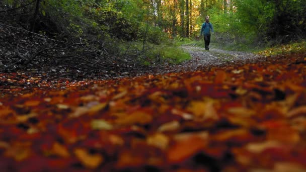 Homem Caminha Trilha Floresta Com Folhas Coloridas Temporada Outono — Vídeo de Stock