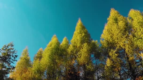 Verbazingwekkend Herfstlandschap Met Dennenbomen Aan Blauwe Hemel — Stockvideo