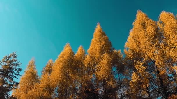 Incroyable Paysage Automne Avec Des Pins Sur Ciel Bleu — Video