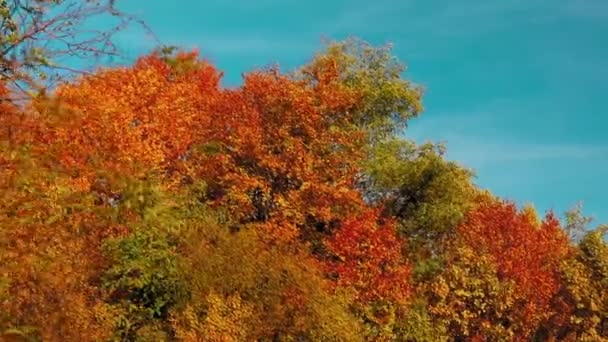 Impresionante Paisaje Otoñal Con Colorido Árbol Luz Noche — Vídeos de Stock