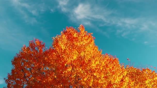 夜の光の中でカラフルな木と美しい秋の風景 — ストック動画