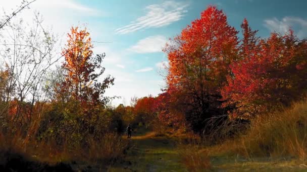 Hombre Camina Solo Bosque Con Hojas Coloridas Durante Otoño — Vídeos de Stock