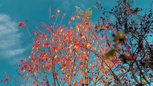 Impressionante Paisagem Outono Com Árvore Colorida Luz Noite — Vídeo de Stock