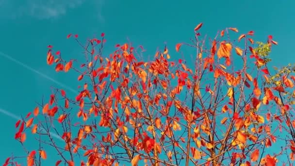 在黄昏的阳光下 用五彩缤纷的树凝视着秋天的风景 — 图库视频影像