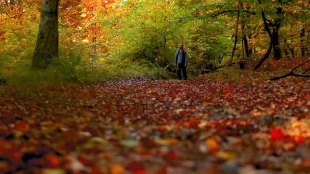 Een Man Wandelt Alleen Het Bos Met Kleurrijke Bladeren Herfst — Stockvideo