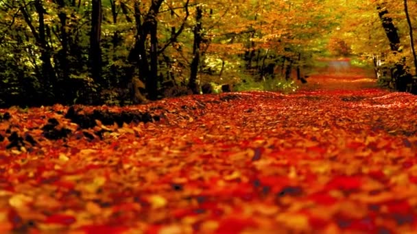 秋天用五彩斑斓的树叶挡住森林小径 — 图库视频影像