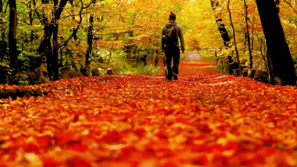 秋の紅葉の森の中を一人で歩く男 — ストック動画