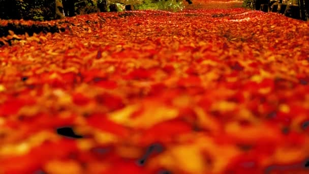 Prachtig Bospad Met Kleurrijke Bladeren Tijdens Herfst — Stockvideo