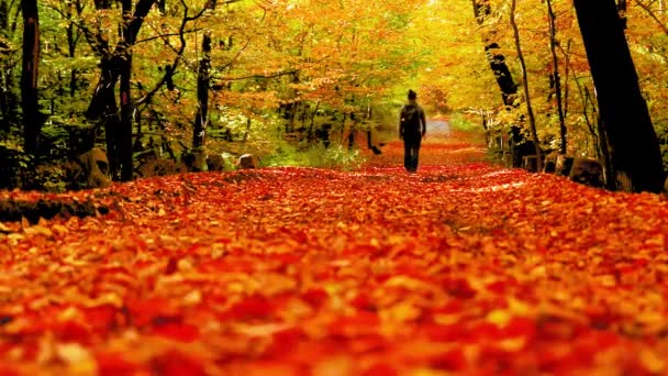 Homem Caminha Sozinho Trilha Floresta Com Folhas Coloridas Durante Outono — Vídeo de Stock