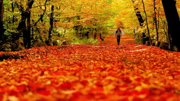秋の紅葉の森の中を一人で歩く男 — ストック動画
