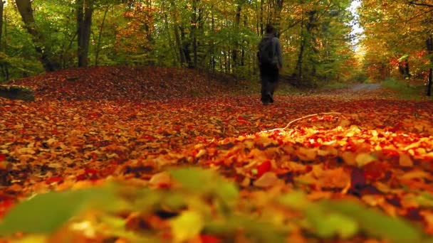 Man Går Ensam Skogsstigen Med Färgglada Löv Hösten — Stockvideo