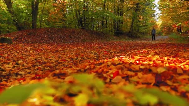 Een Man Wandelt Alleen Het Bospad Met Kleurrijke Bladeren Herfst — Stockvideo