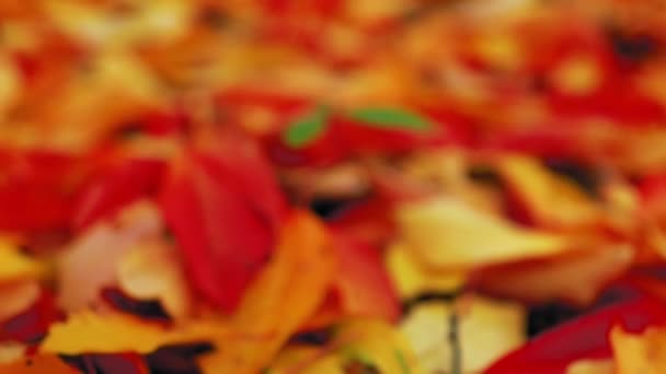 Teppich Aus Bunten Blättern Den Wäldern Zur Herbstzeit — Stockvideo