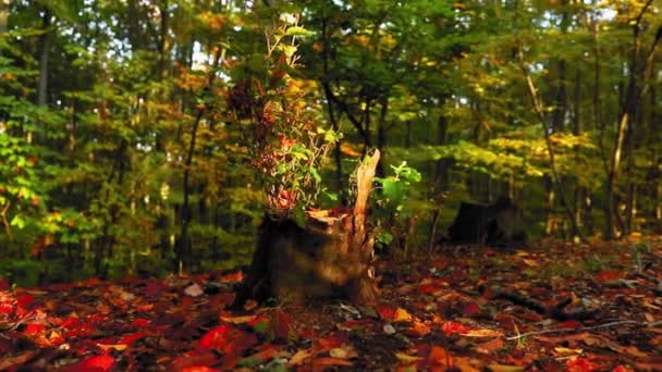 Pień Drzewa Otoczony Kolorowymi Liśćmi Jesienią — Wideo stockowe