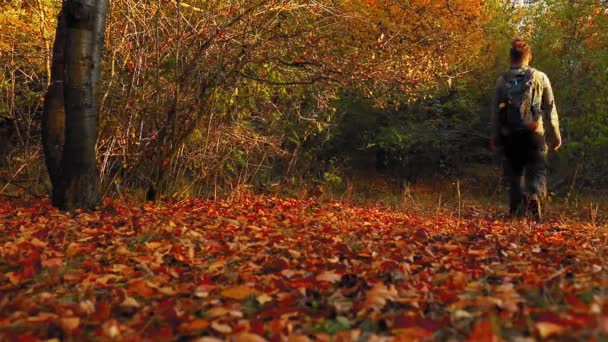 秋の紅葉の森の中を一人で歩く男 — ストック動画