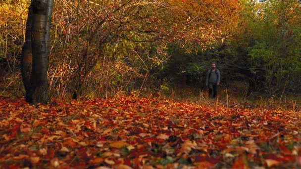 Man Går Ensam Skogen Med Färgglada Löv Hösten — Stockvideo