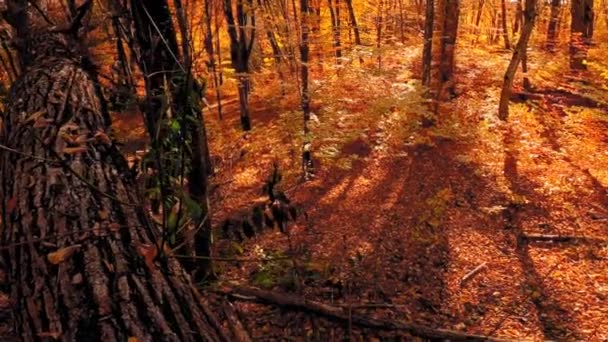 Bela Paisagem Florestal Com Folhas Coloridas Durante Outono — Vídeo de Stock