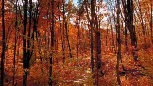 Красивий Лісовий Пейзаж Барвистим Листям Під Час Осені — стокове відео