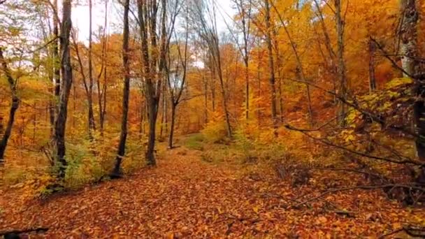 秋天美丽的森林景观 绿叶斑斓 — 图库视频影像