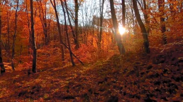 Beau Paysage Forestier Avec Des Feuilles Colorées Pendant Automne — Video