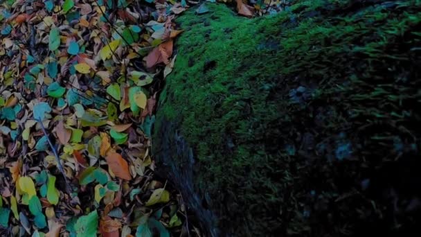 秋に地面にカラフルな葉を持つ木の幹の質感 — ストック動画