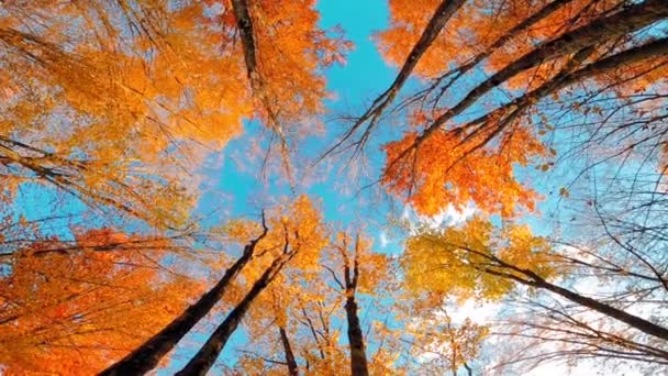 Спускающиеся Сверху Деревья Красочными Листьями Осенью — стоковое видео