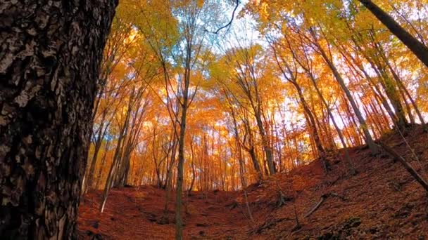 Sonbaharda Renkli Yaprakları Olan Güzel Orman Manzarası — Stok video
