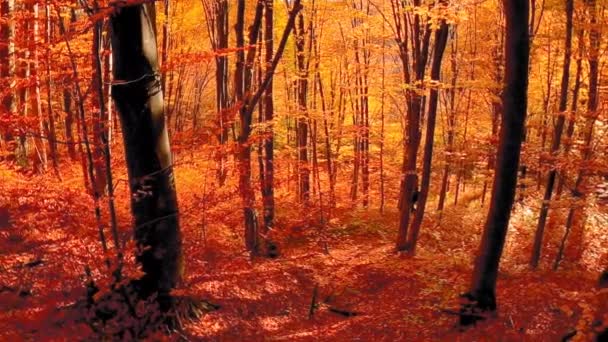 Bela Paisagem Florestal Com Folhas Coloridas Durante Outono — Vídeo de Stock