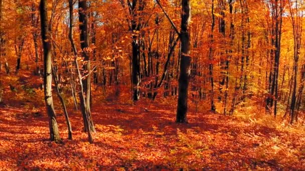 Красивий Лісовий Пейзаж Барвистим Листям Під Час Осені — стокове відео